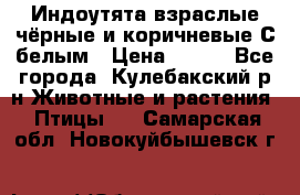 Индоутята взраслые чёрные и коричневые С белым › Цена ­ 450 - Все города, Кулебакский р-н Животные и растения » Птицы   . Самарская обл.,Новокуйбышевск г.